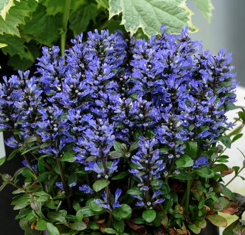 Ajuga reptans 'Blueberry Muffin'