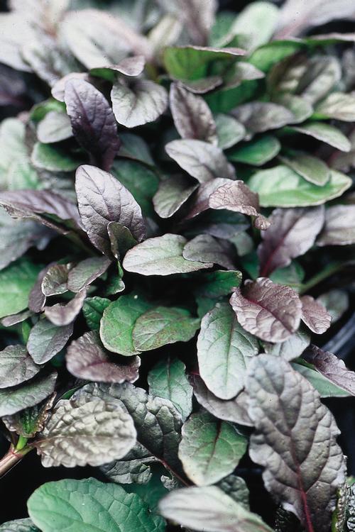 Ajuga reptans 'Bronze Beauty'