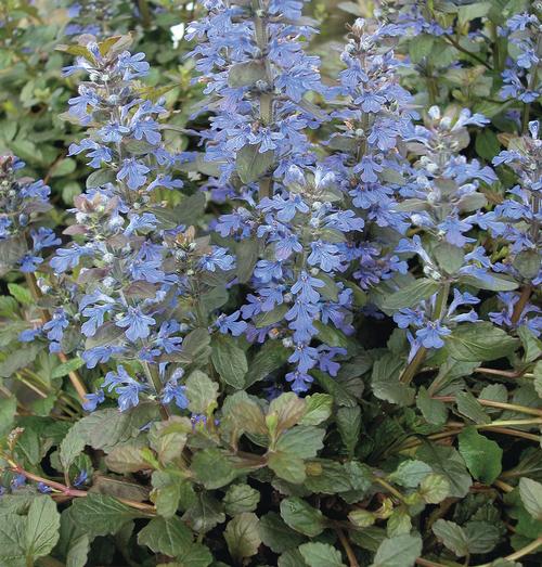 Ajuga reptans 'Metallica Crispa'