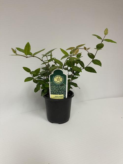Asiatic jasmine