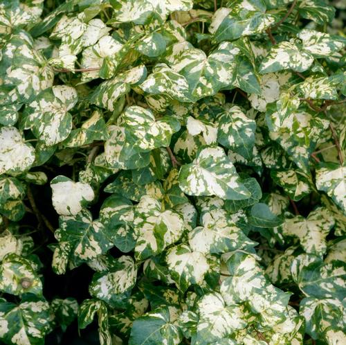 Hedera helix 'Golden Ingot'