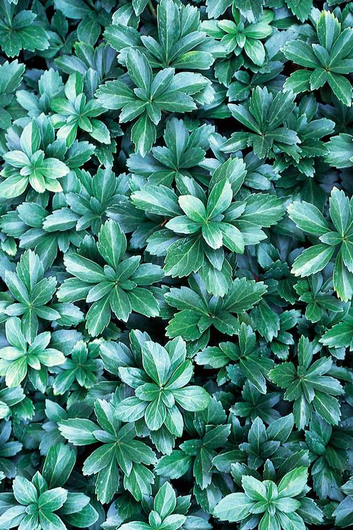 Pachysandra terminalis 