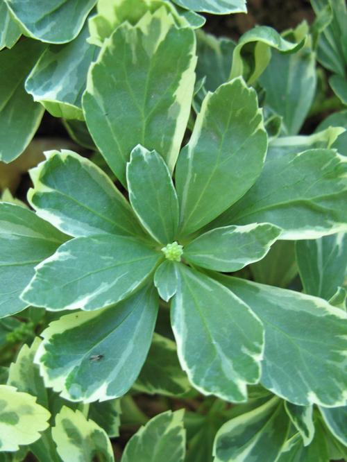Pachysandra terminalis 'Silver Edge'