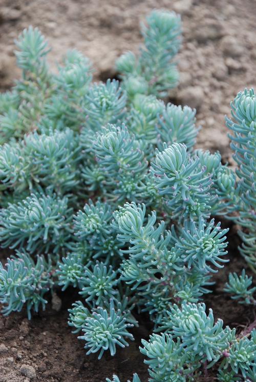 Sedum reflexum 'Blue Spruce'