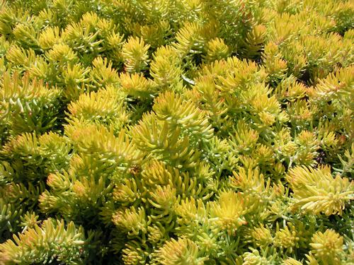 Sedum rupestre 'Lemon Ball'