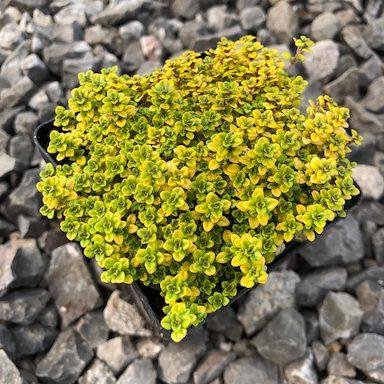 Thymus vulgaris 'Archer's Gold'