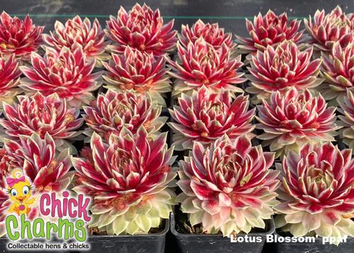 Sempervivum Chick Charms® 'Lotus Blossom'