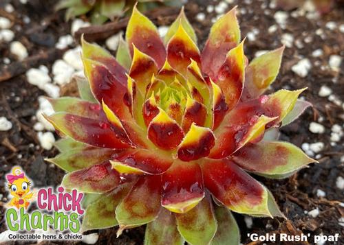 Sempervivum Chick Charms® 'Gold Rush'