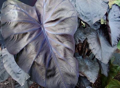 Elephant Ears - Colocasia 'Royal Hawaiian® Black Coral'