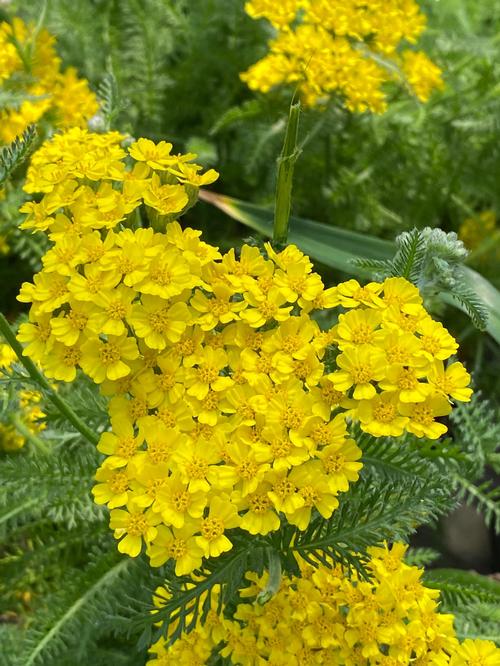 Achillea millefolium 'Desert Eve™ Yellow'