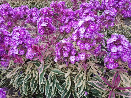 Phlox Tall Garden paniculata 'Olympus'