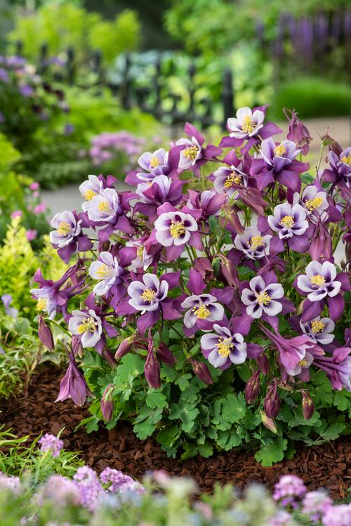 Aquilegia 'Earlybird™ Purple White'