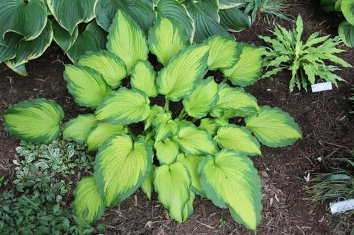 Hosta 'Emerald Ruff Cut'