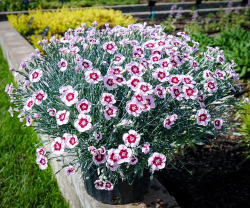 Dianthus 'Mountain Frost™ Ruby Snow'
