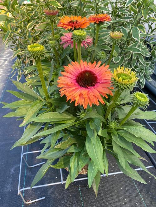 Echinacea 'SunSeekers Rainbow'