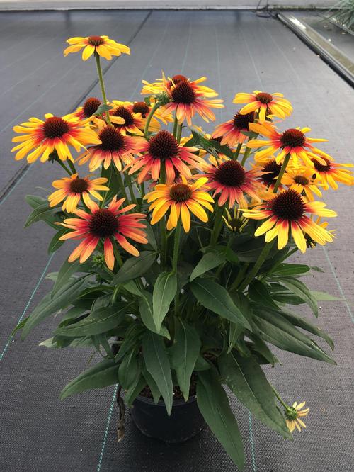 Echinacea 'SunSeekers Tequila Sunrise'