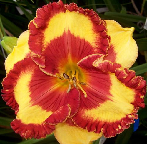 Hemerocallis 'Band of Fire'