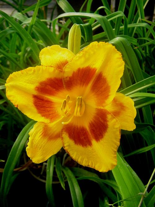 Hemerocallis 'Blackberry Sherbert'