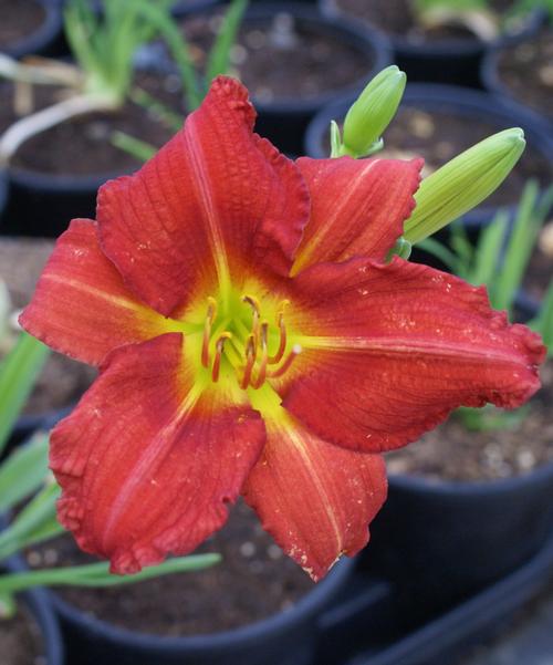 Hemerocallis 'Charles Johnston'