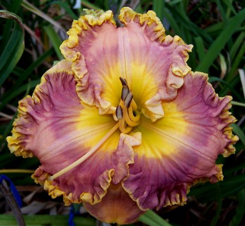 Hemerocallis Collage