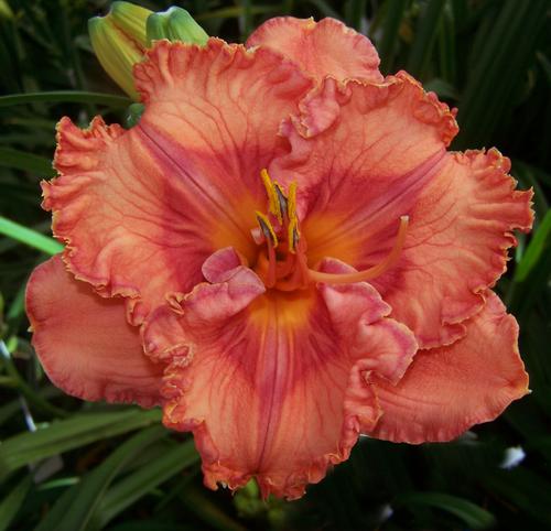 Hemerocallis 'Perceptive'