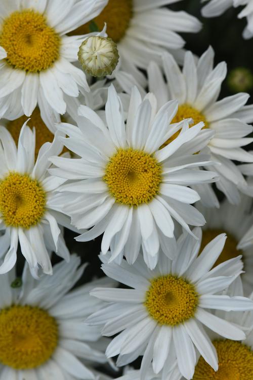 Leucanthemum superbum 'Whitecap'