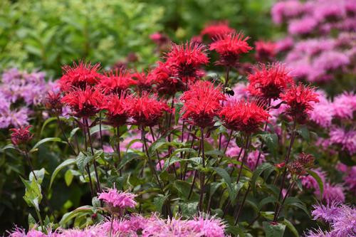 Monarda didyma 'Bee-Mine™ Red'