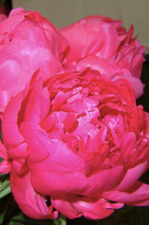 Peony 'Bunker Hill'