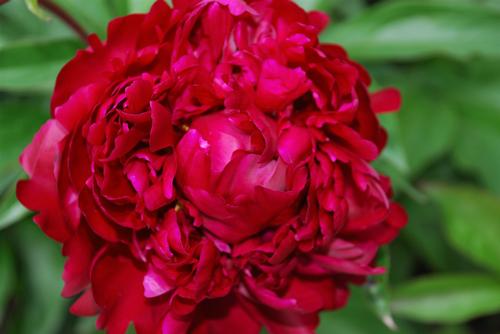 Peony 'Peter Brand'