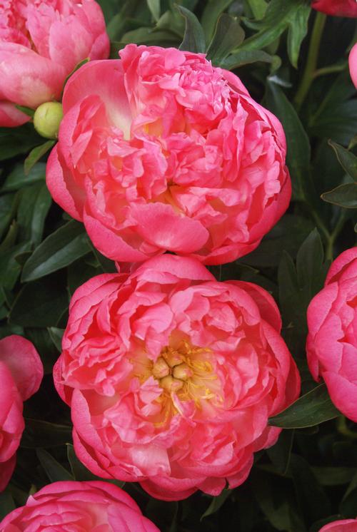 Peony 'Pink Hawaiian Coral'