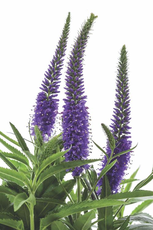 Veronica longifolia 'Vernique® Blue'