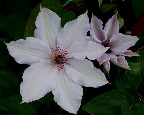 Clematis 'Snow Queen'