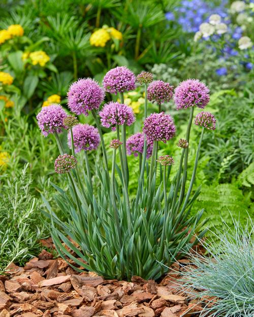 Allium 'Little Sapphire'