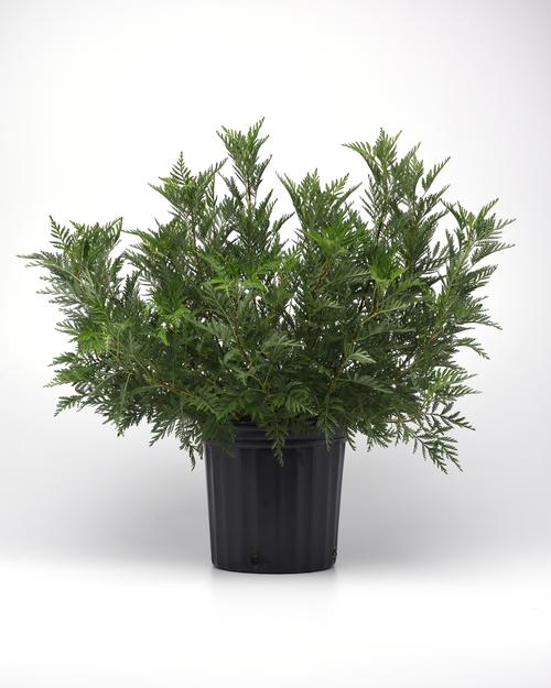 Artemisia 'SunFern™ Olympia'