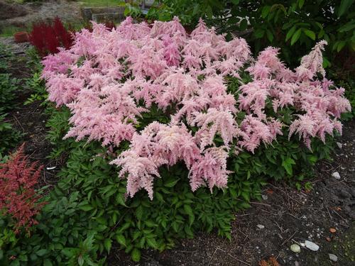 Astilbe chinensis 'Fireworks Pink'