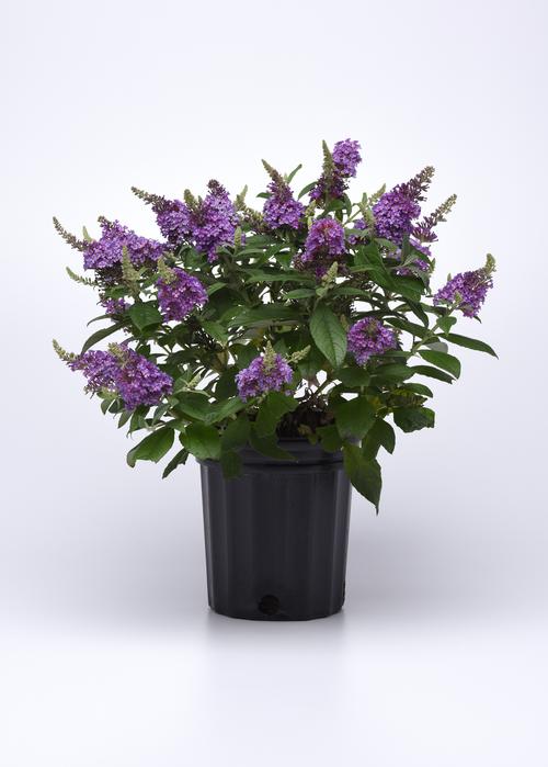 Buddleia 'Chrysalis™ Blue'