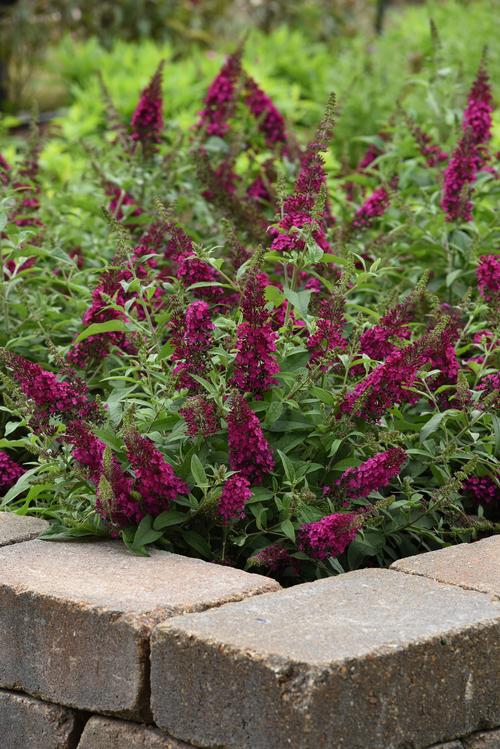 Buddleia 'Chrysalis™ Cranberry'