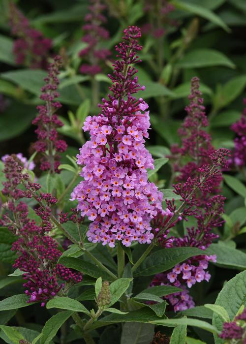 Buddleia 'Chrysalis™ Pink'