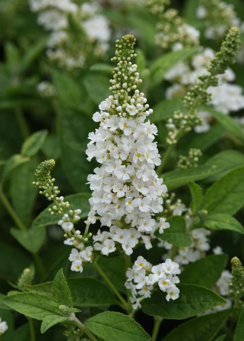 Buddleia 'Chrysalis™ White'