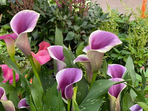 Calla 'Airbrush™'