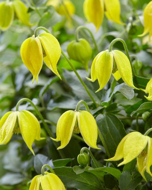 Clematis 'Little Lemons'