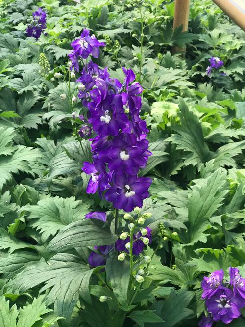 Delphinium elatum 'Aurora™ Deep Purple'