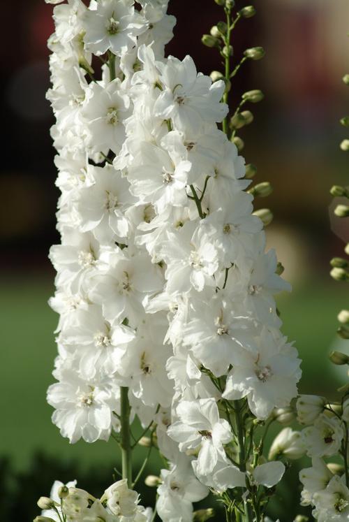 Delphinium elatum 'Guardian White'