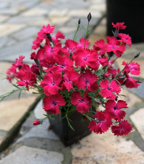 Dianthus gratianopolitanus 'Vivid™ Cherry Charm'