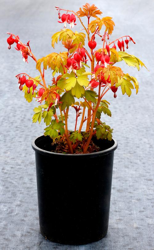 Dicentra spectabilis 'Ruby Gold'