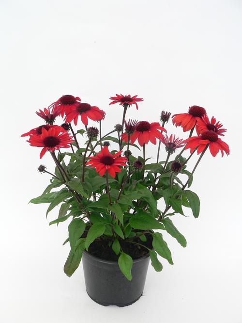 Echinacea 'Panama™ Red'