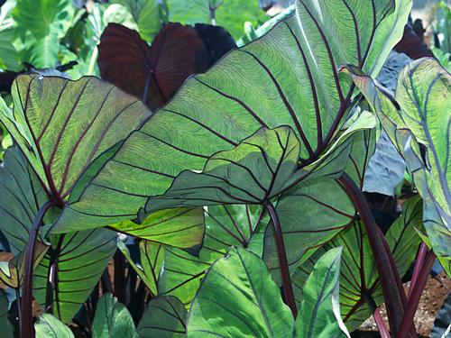 Elephant Ears - Colocasia 'Royal Hawaiian® Blue Hawaii'