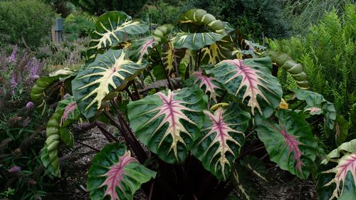 Elephant Ears - Colocasia 'Royal Hawaiian® Waikiki'