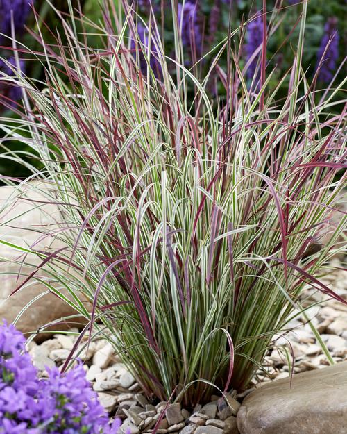 Schizachyrium scoparium 'Chameleon'