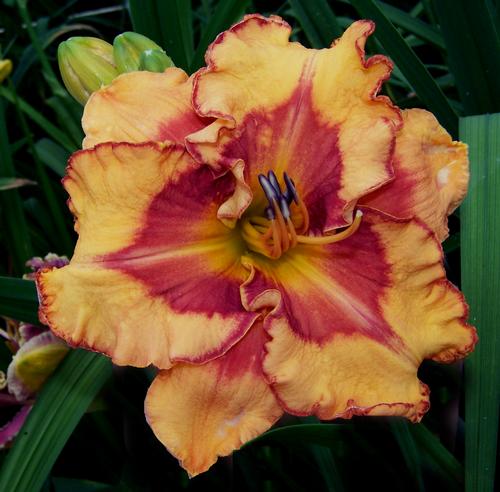 Hemerocallis 'Pointed Perfection'